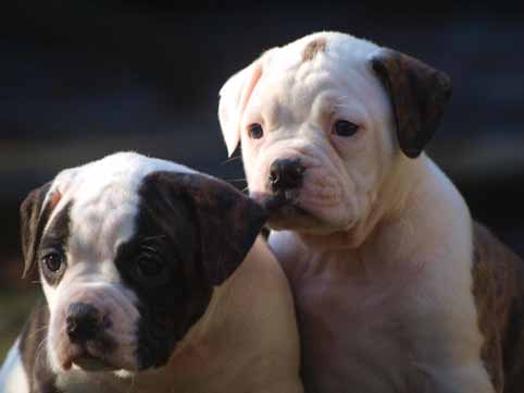 amerikaanse bulldog pup